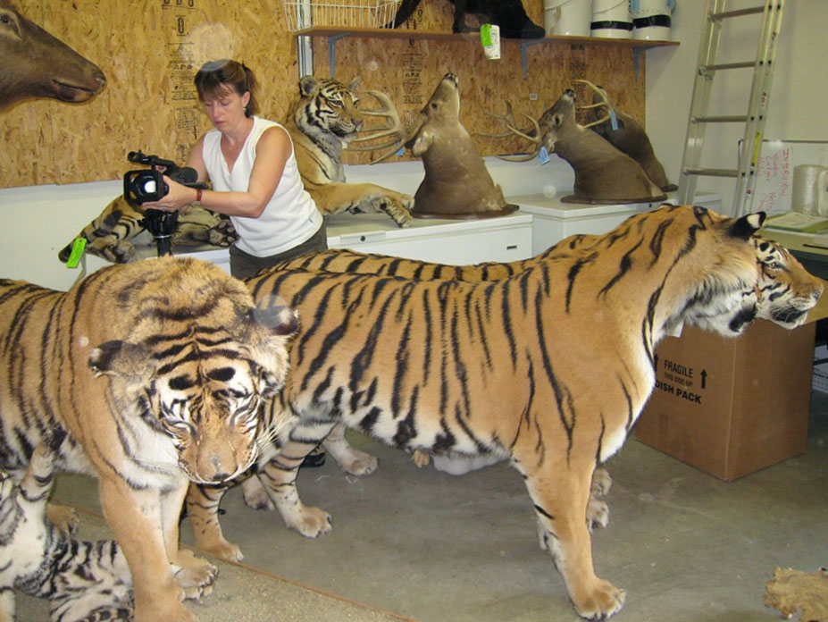 tigers kept in captivity